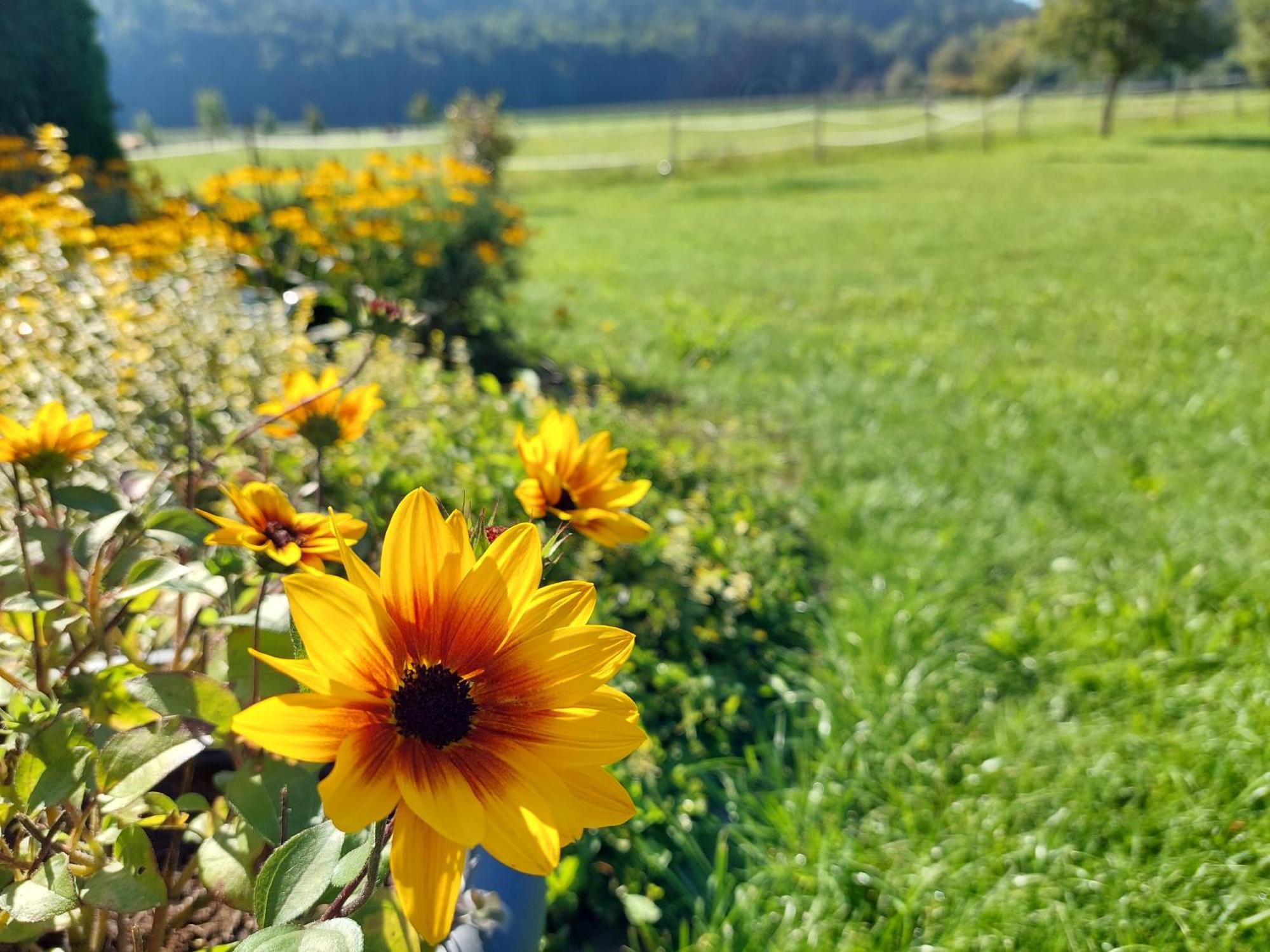 Die Sonnenblume Sankt Kanzian am Klopeiner See Exteriér fotografie