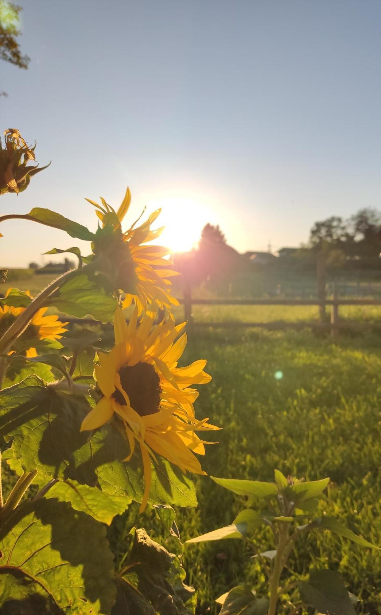 Die Sonnenblume Sankt Kanzian am Klopeiner See Exteriér fotografie